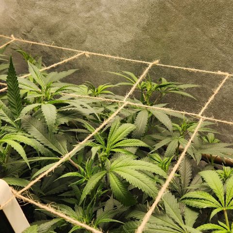 Purple Buddha #1 growlog timeline photo