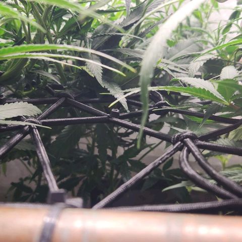 Purple Buddha #1 growlog timeline photo