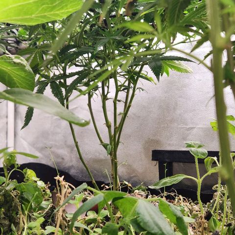 Purple Buddha #1 growlog timeline photo
