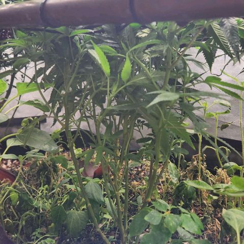 Purple Buddha #2 growlog timeline photo