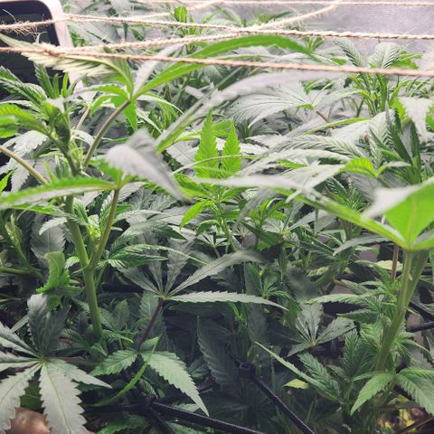 Purple Buddha #2 growlog timeline photo