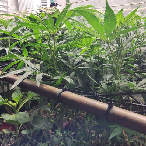 Purple Buddha #2 growlog timeline photo