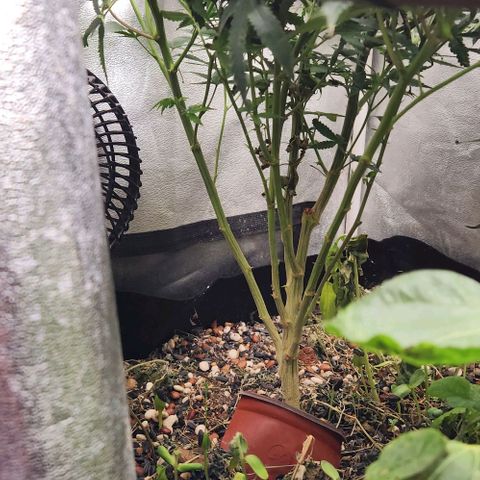 God Bud #1 growlog timeline photo