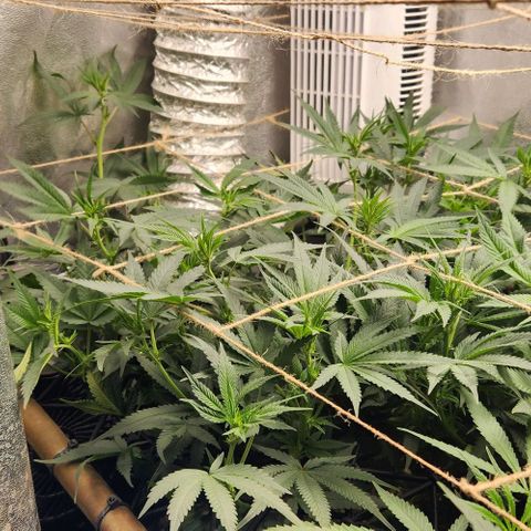 God Bud #1 growlog timeline photo