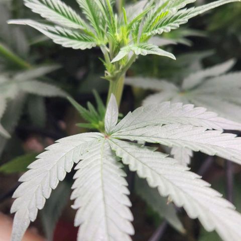 God Bud #1 growlog timeline photo