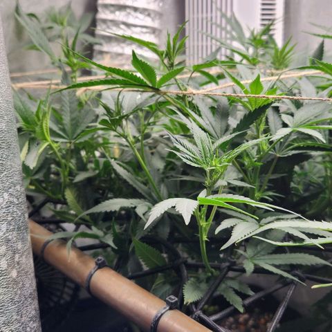 God Bud #1 growlog timeline photo