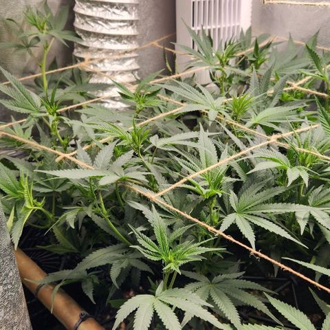 God Bud #1 growlog timeline photo