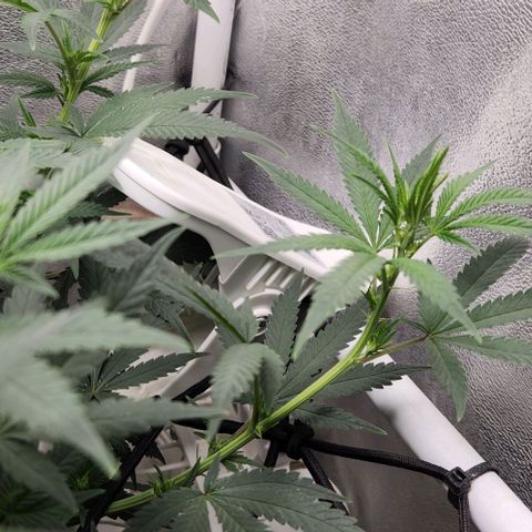 God Bud #2 growlog timeline photo