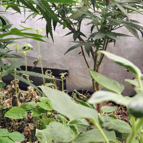 God Bud #2 growlog timeline photo