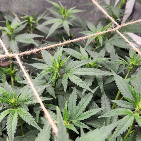 God Bud #2 growlog timeline photo