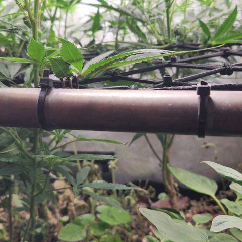 God Bud #2 growlog timeline photo