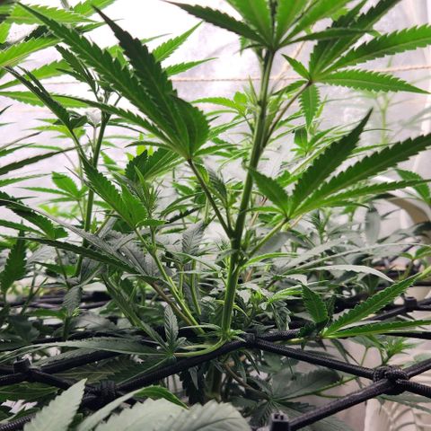 God Bud #2 growlog timeline photo