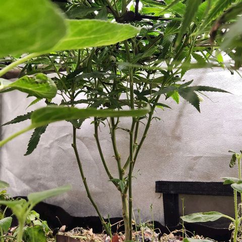 Purple Buddha #1 growlog timeline photo