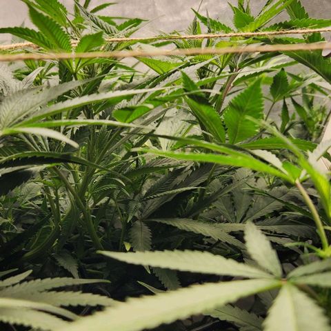 Purple Buddha #1 growlog timeline photo