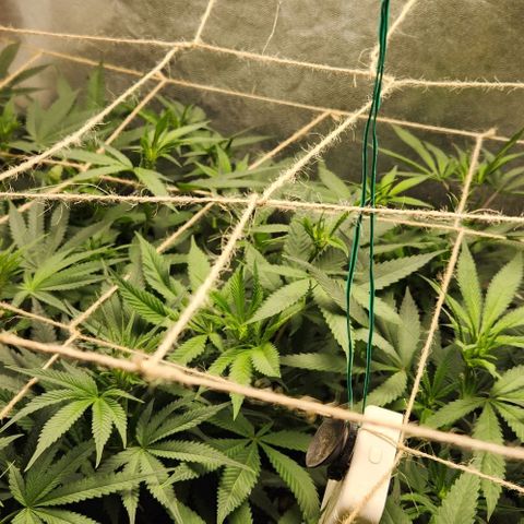 Purple Buddha #1 growlog timeline photo