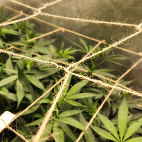 Purple Buddha #1 growlog timeline photo