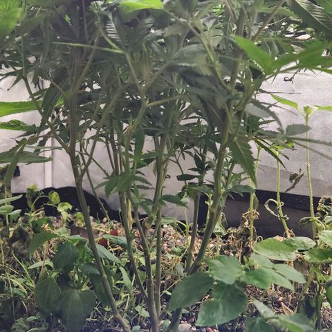 Purple Buddha #2 growlog timeline photo