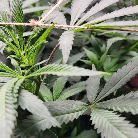 Purple Buddha #2 growlog timeline photo
