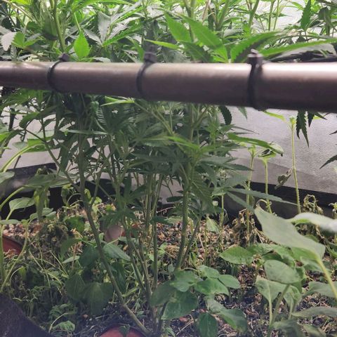 Purple Buddha #2 growlog timeline photo
