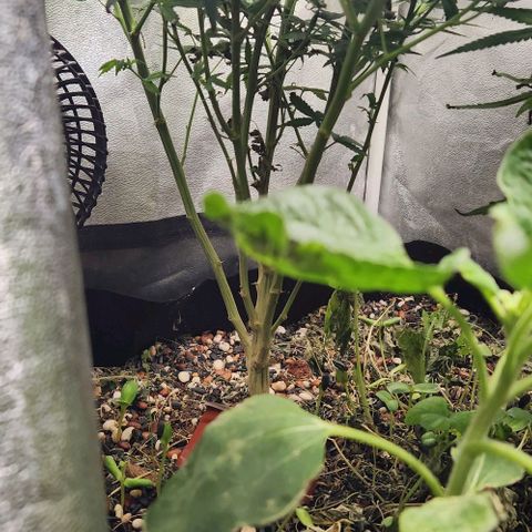 God Bud #1 growlog timeline photo