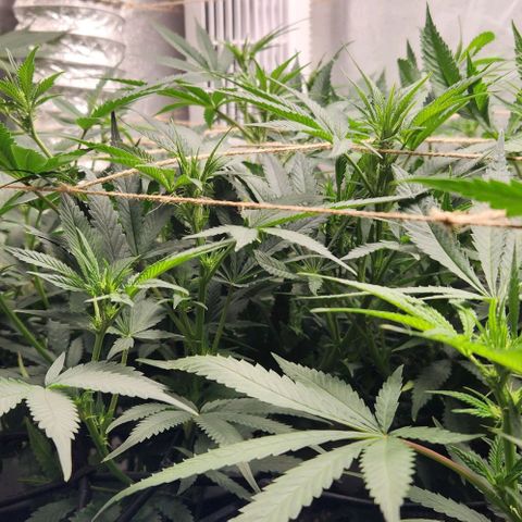 God Bud #1 growlog timeline photo