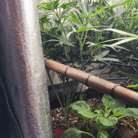God Bud #1 growlog timeline photo