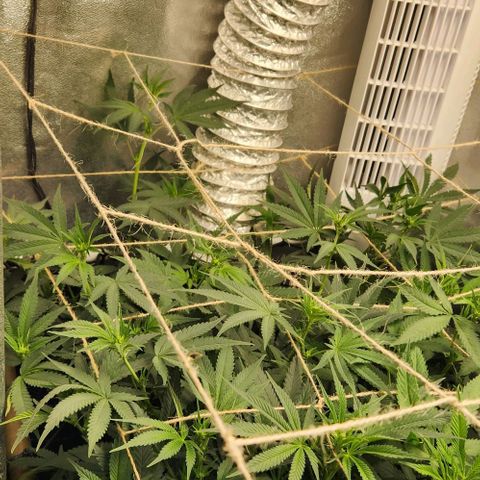 God Bud #1 growlog timeline photo