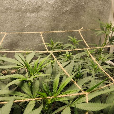 God Bud #2 growlog timeline photo
