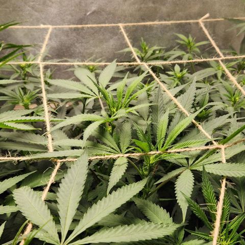 God Bud #2 growlog timeline photo