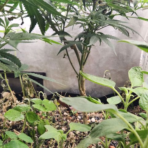 God Bud #2 growlog timeline photo