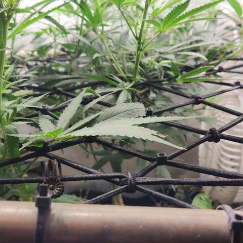 God Bud #2 growlog timeline photo