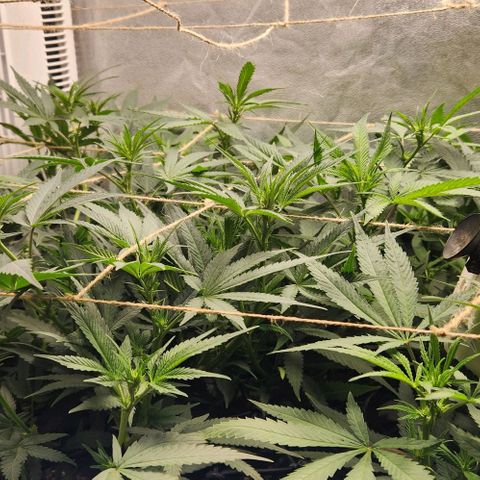 Purple Buddha #1 growlog timeline photo