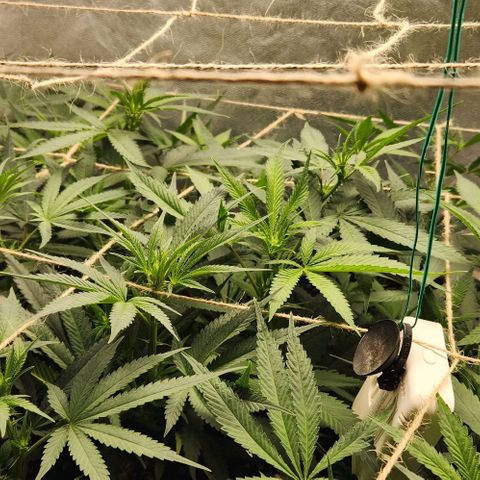 Purple Buddha #1 growlog timeline photo