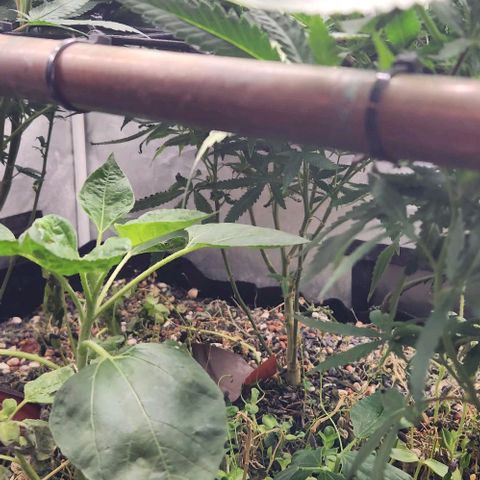 Purple Buddha #1 growlog timeline photo