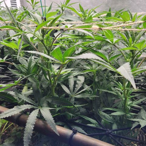 Purple Buddha #2 growlog timeline photo