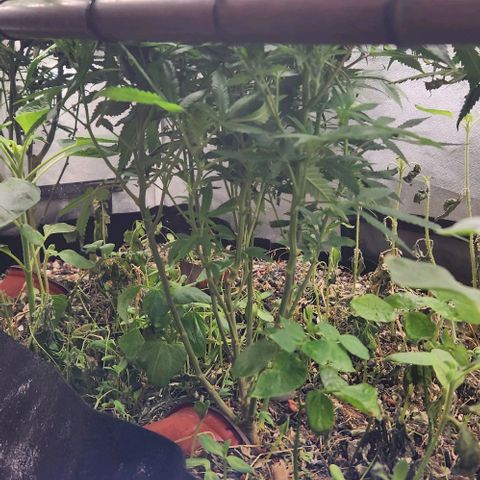 Purple Buddha #2 growlog timeline photo