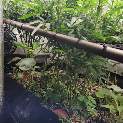 Purple Buddha #2 growlog timeline photo