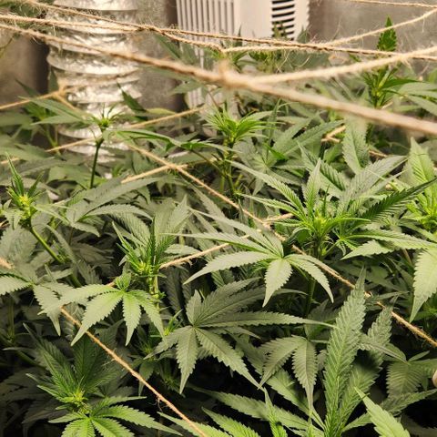 God Bud #1 growlog timeline photo