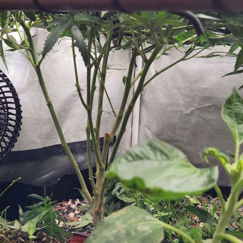 God Bud #1 growlog timeline photo