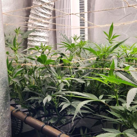 God Bud #1 growlog timeline photo