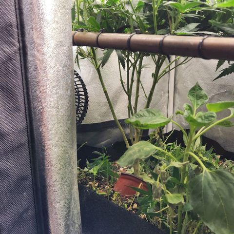God Bud #1 growlog timeline photo