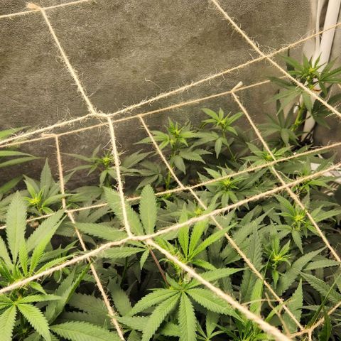 God Bud #2 growlog timeline photo