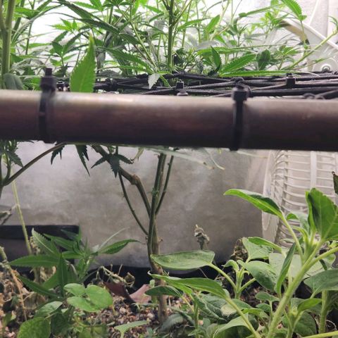 God Bud #2 growlog timeline photo