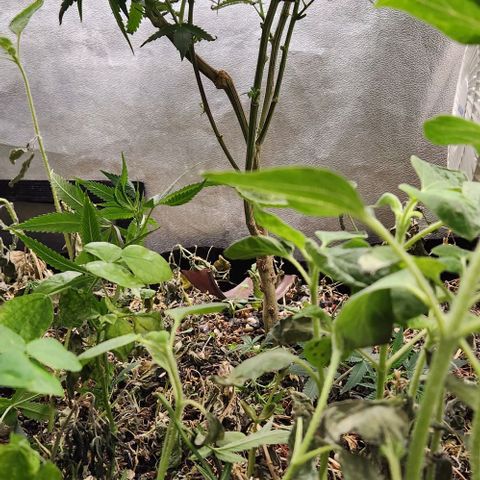 God Bud #2 growlog timeline photo