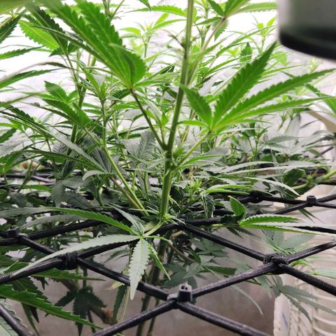 God Bud #2 growlog timeline photo