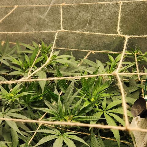 Purple Buddha #1 growlog timeline photo