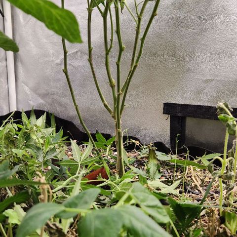 Purple Buddha #1 growlog timeline photo