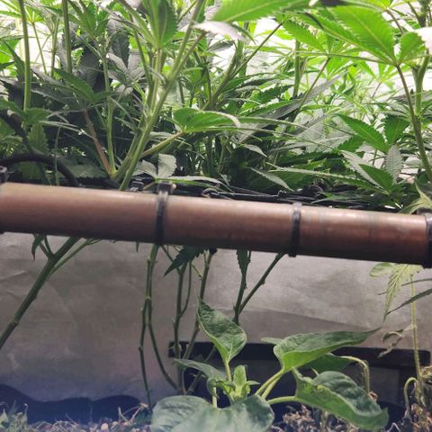 Purple Buddha #1 growlog timeline photo