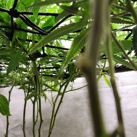 Purple Buddha #1 growlog timeline photo