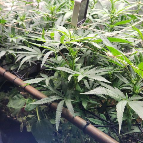 Purple Buddha #2 growlog timeline photo